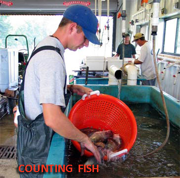Counting Fish in harvest bay