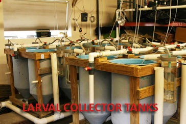 Larval collector tanks