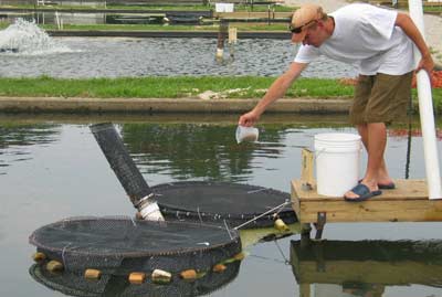 Feeding Tilipia in pond cage