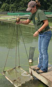 Student Nets Prawns from pond