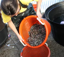 Student Removes Prawns from tank