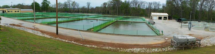 Ponds at Aquacultue Research Center