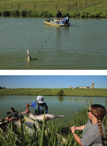 Aquaculture at Kentucky State University